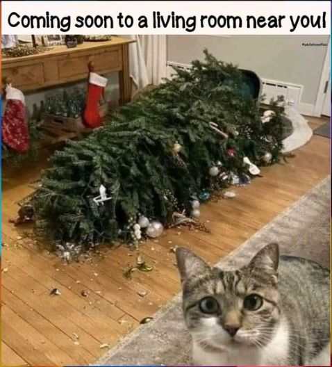 cat christmas coming soon.jpg